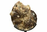 Cretaceous Ammonite (Mammites) Fossil with Metal Stand - Morocco #274615-1